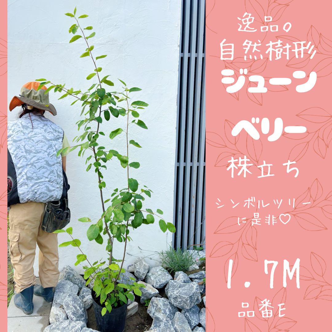 優良 ジューンベリー 株立 1.7M(鉢底から) 品番E