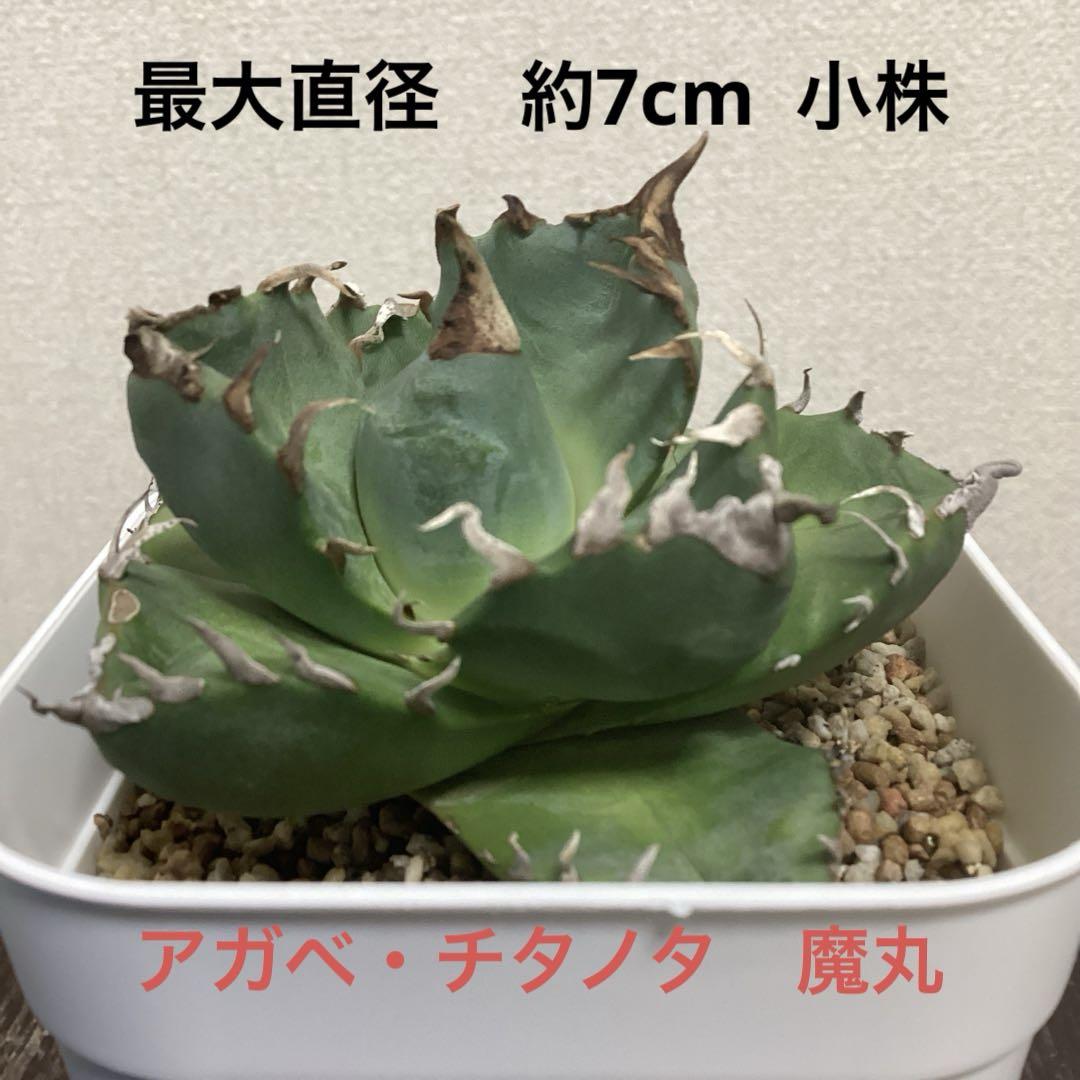 アガベ　チタノタ　魔丸　直径約7ｃｍ　鉢ごと　レア　肉厚短葉　強鋸歯　義援金