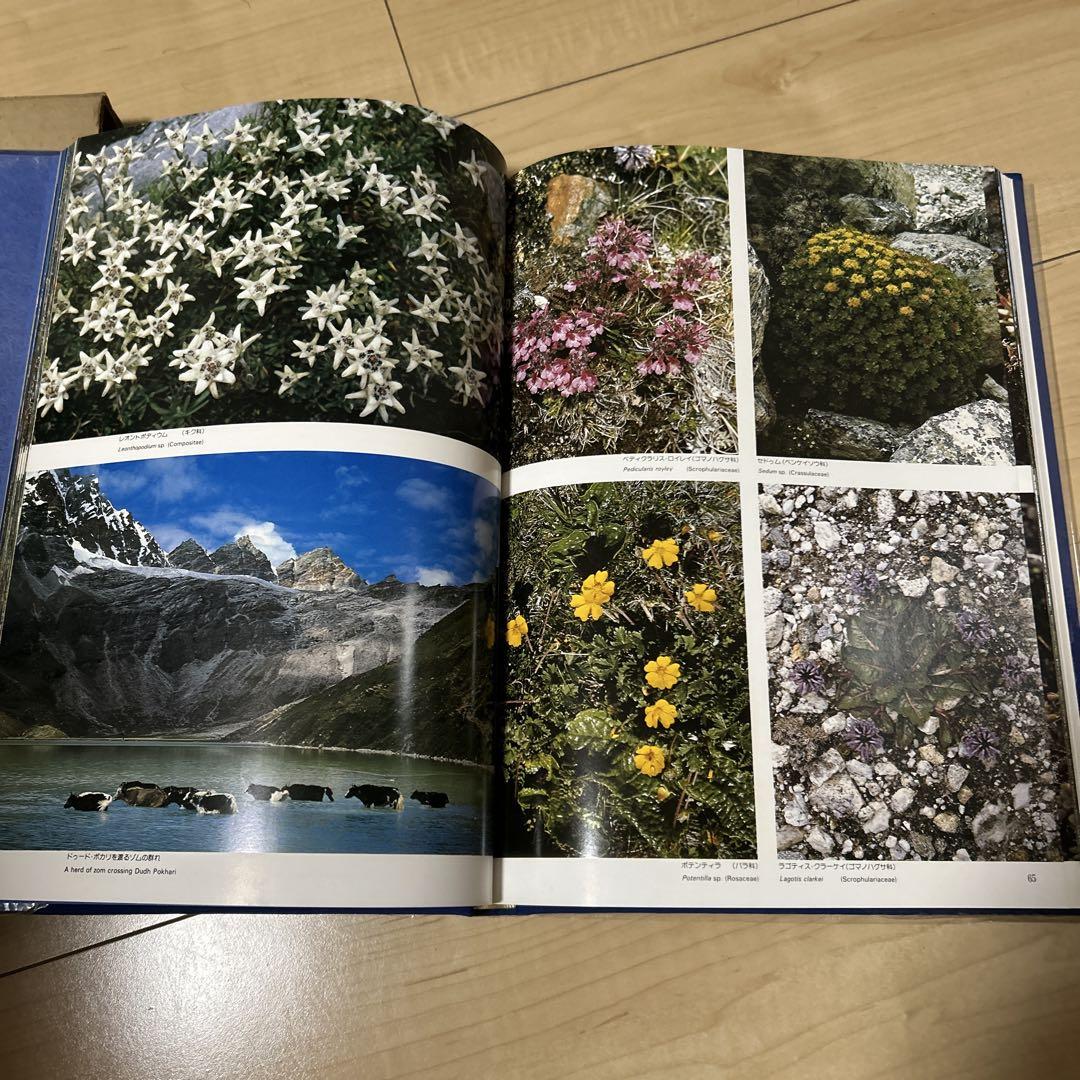 藤田弘基 ヒマラヤの花