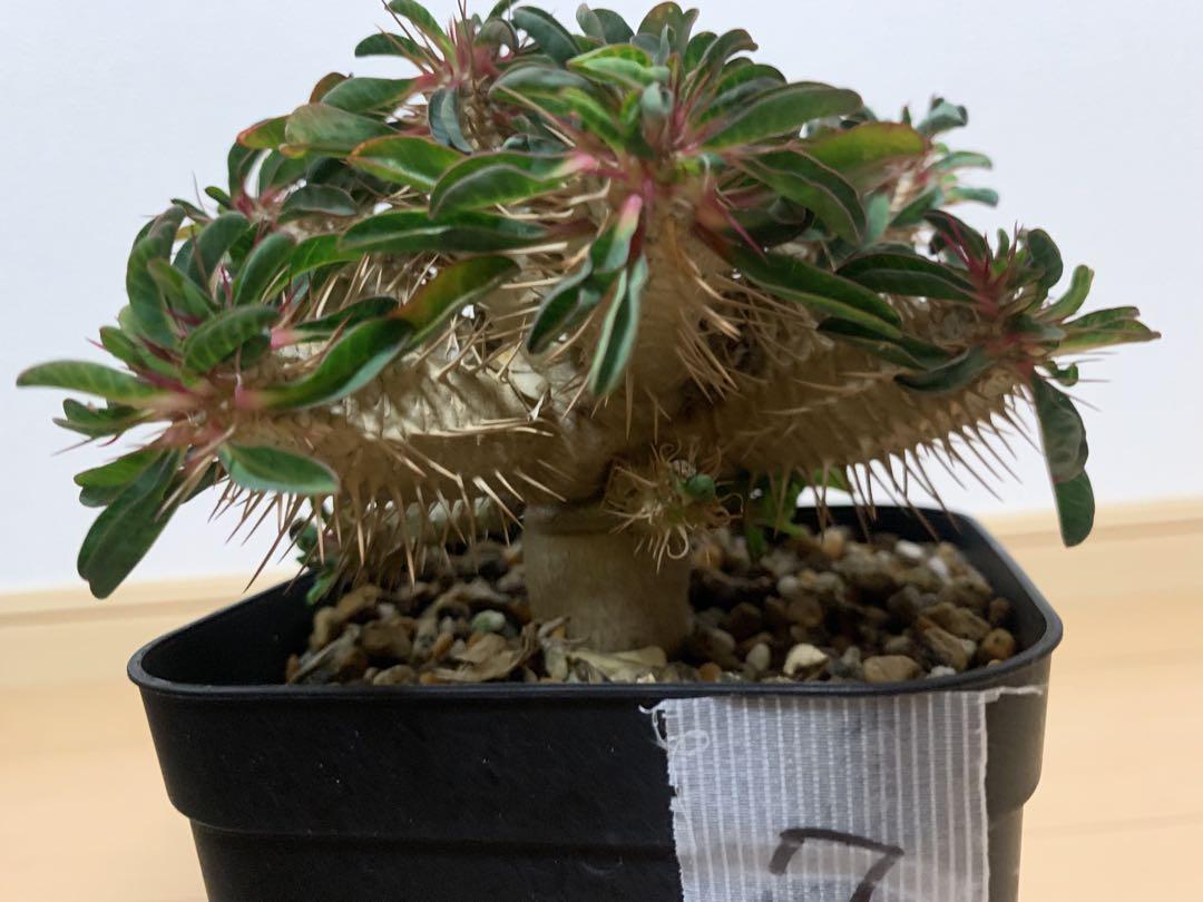お買い得商店街 ギラウミニアナ ユーフォルビア 実生株⑦ メルカリ - 多分岐 塊根植物・コーデックス
