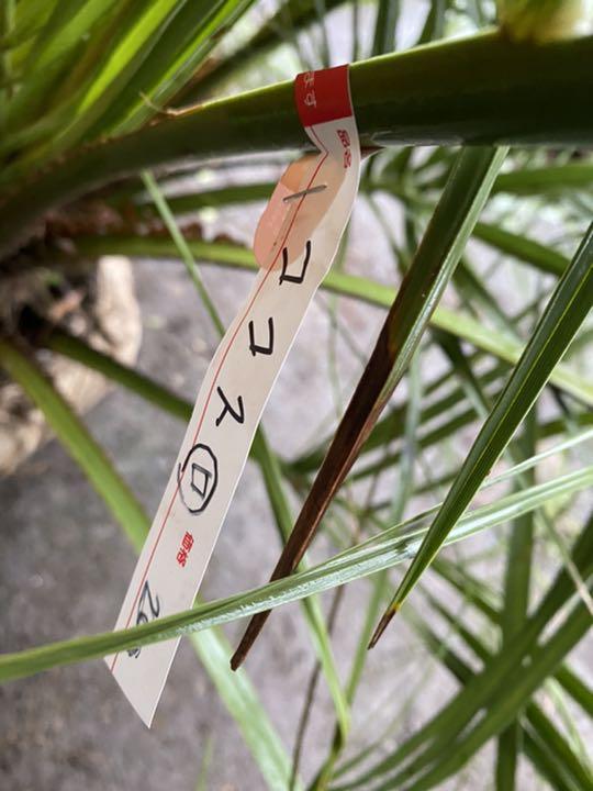 ココスヤシ 双子株 送料込み ココスヤシ 双子株 形状良 株立ち 庭木 新築、鉢植え等に