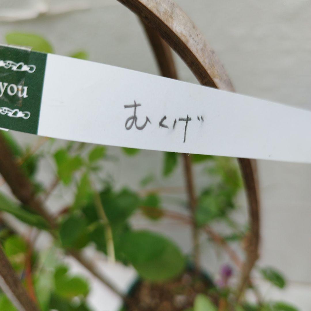 まらぎ様専用です。クレマチス　むくげ　花あさぎ