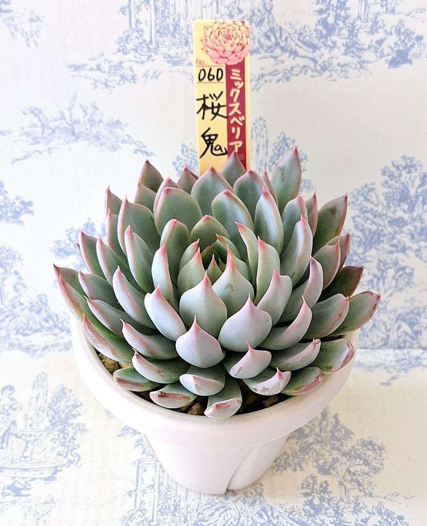 3号鉢 桜鬼 札付きポットごとメルカリ便おらいさん苗ミックスベリア 3号鉢 桜鬼 札付きポットごとメルカリ便おらいさん苗ミックスベリア