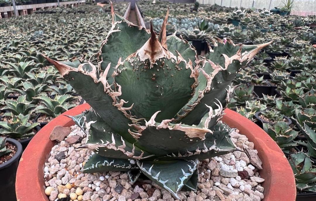AGAVE