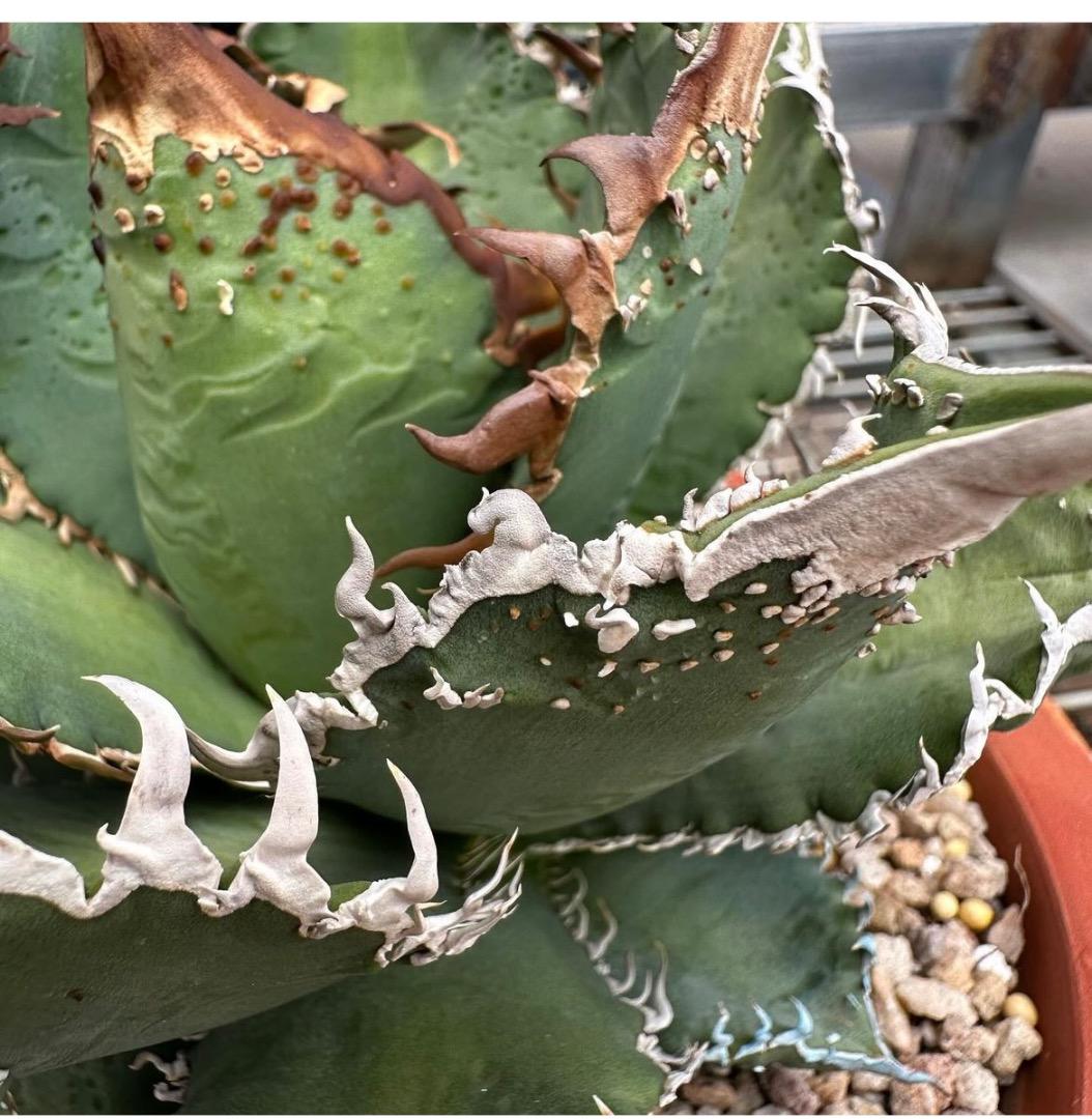 AGAVE TITANOTA