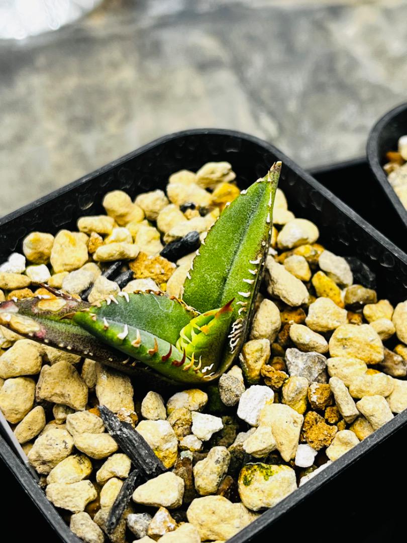 AGAVE TITANOTA
