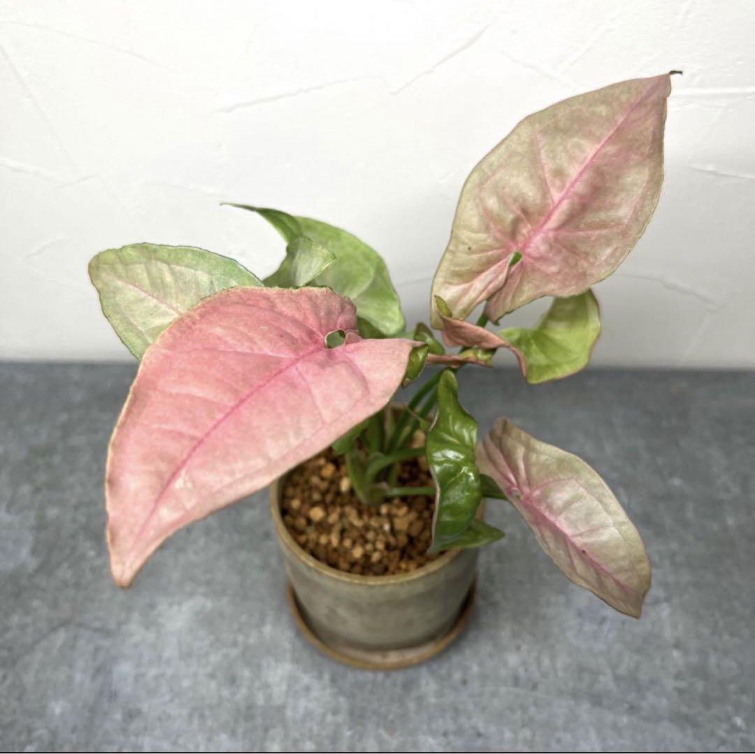 meruco様用おまとめ観葉植物