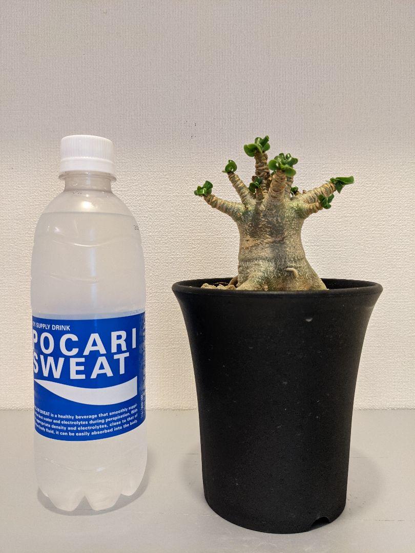 イエロー系人気ブランドの新作 4-1レア種 コレクション株 実生株 約2.5年 獅子葉 DHA アデニウム 植物/観葉植物 インテリア・住まい・小物イエロー系60%割引-WWW.AMEUBLIER.COM イエロー系人気ブランドの新作 4-1レア種 コレクション株 実生株 約2.5年 獅子葉 DHA アデニウム 植物/観葉植物 インテリア・住まい・小物イエロー系60%割引-WWW.AMEUBLIER.COM