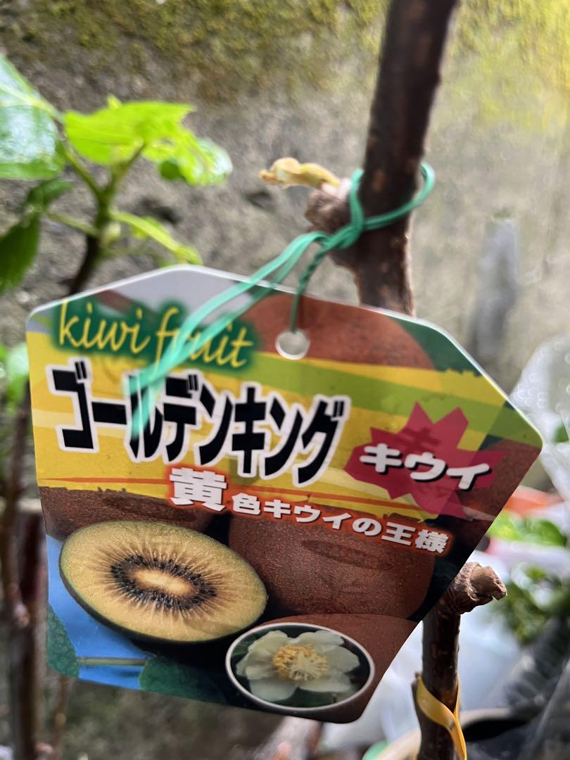 キウイ 苗 ゴールデンキング 黄色系メス 大苗 接木３年生 約110㌢宅急便