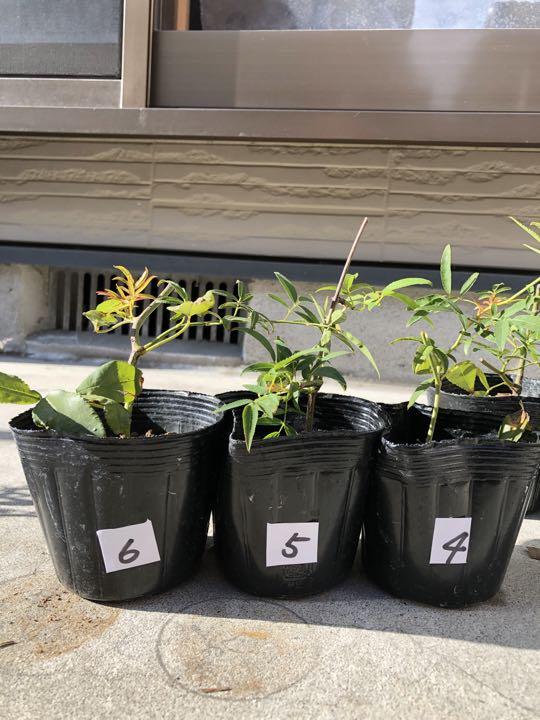 モッコウバラ 木工薔薇 挿し木 根付き 黄色 メルカリ