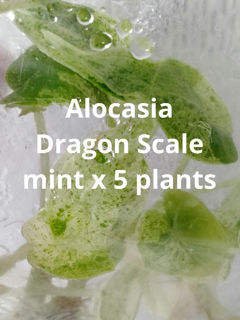 アロカシア ドラゴンスケールミント 5本セット