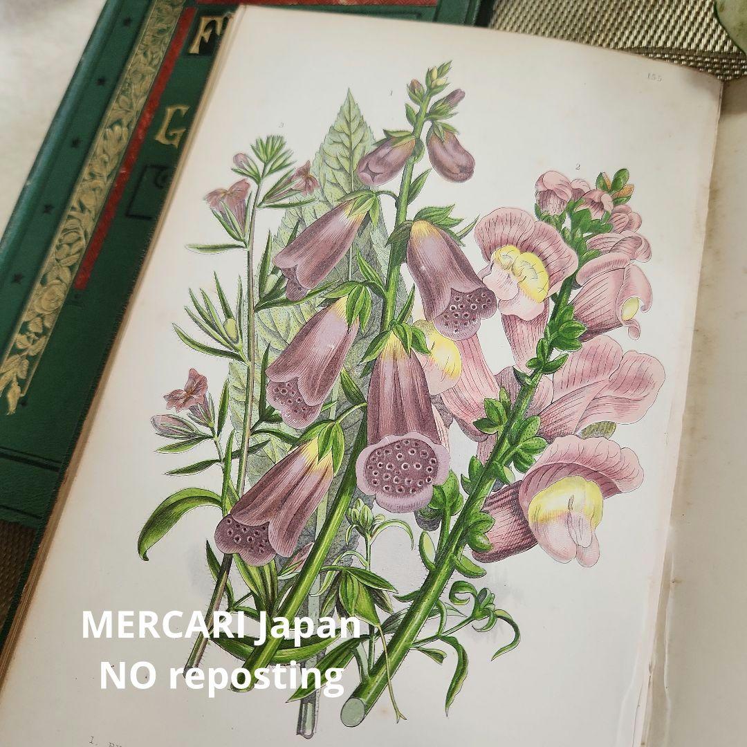 植物図鑑　洋書　ボタニカルアート　アンティーク　リトグラフ　イギリス　古書　17