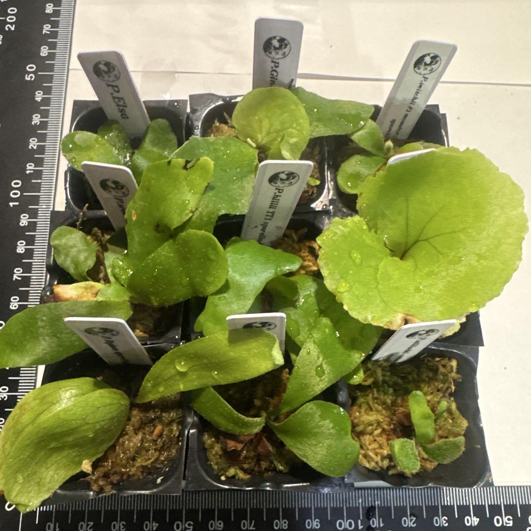 ビカクシダセット9種 エルサocなど ビカクシダセット9種 エルサocなど - メルカリ