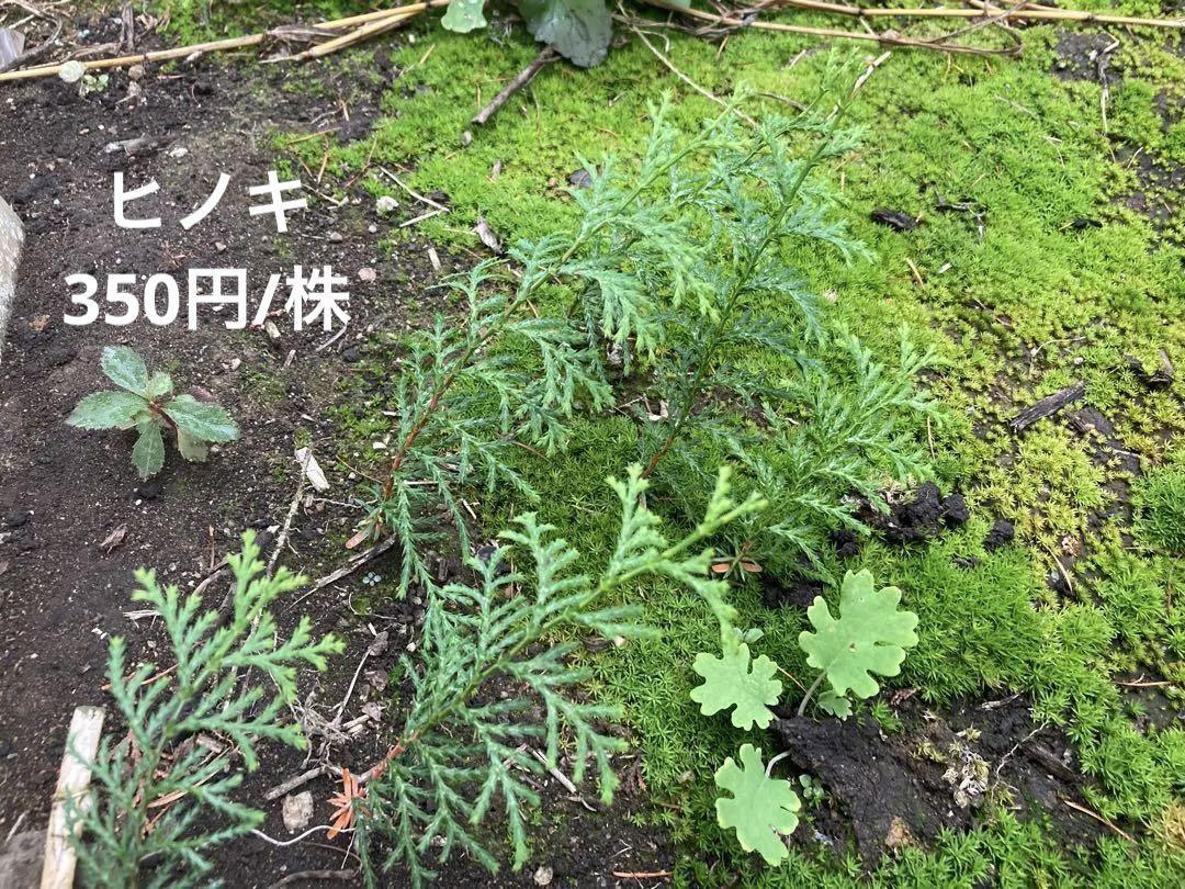 ヒノキの実生苗  自生 350円/株