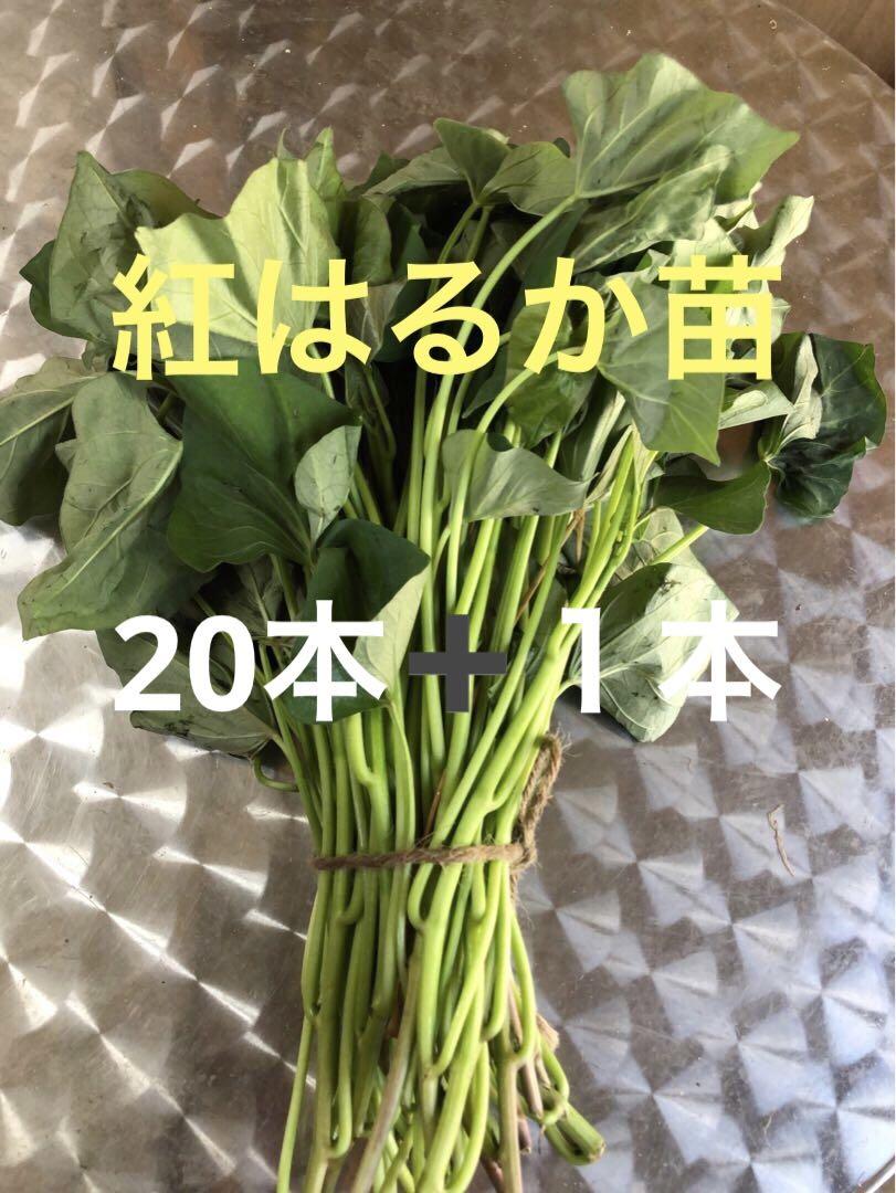 大学 割引 紅はるか苗20本➕1本 - メルカリ 根菜・豆類・もやし