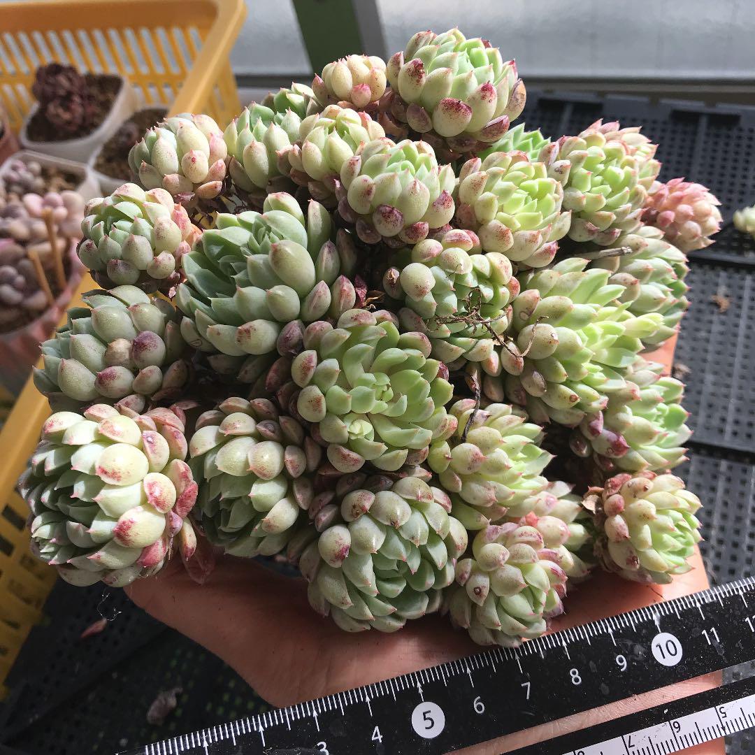 限定SALE本物保証 超大群 0uYGO-m54778897371 新品在庫