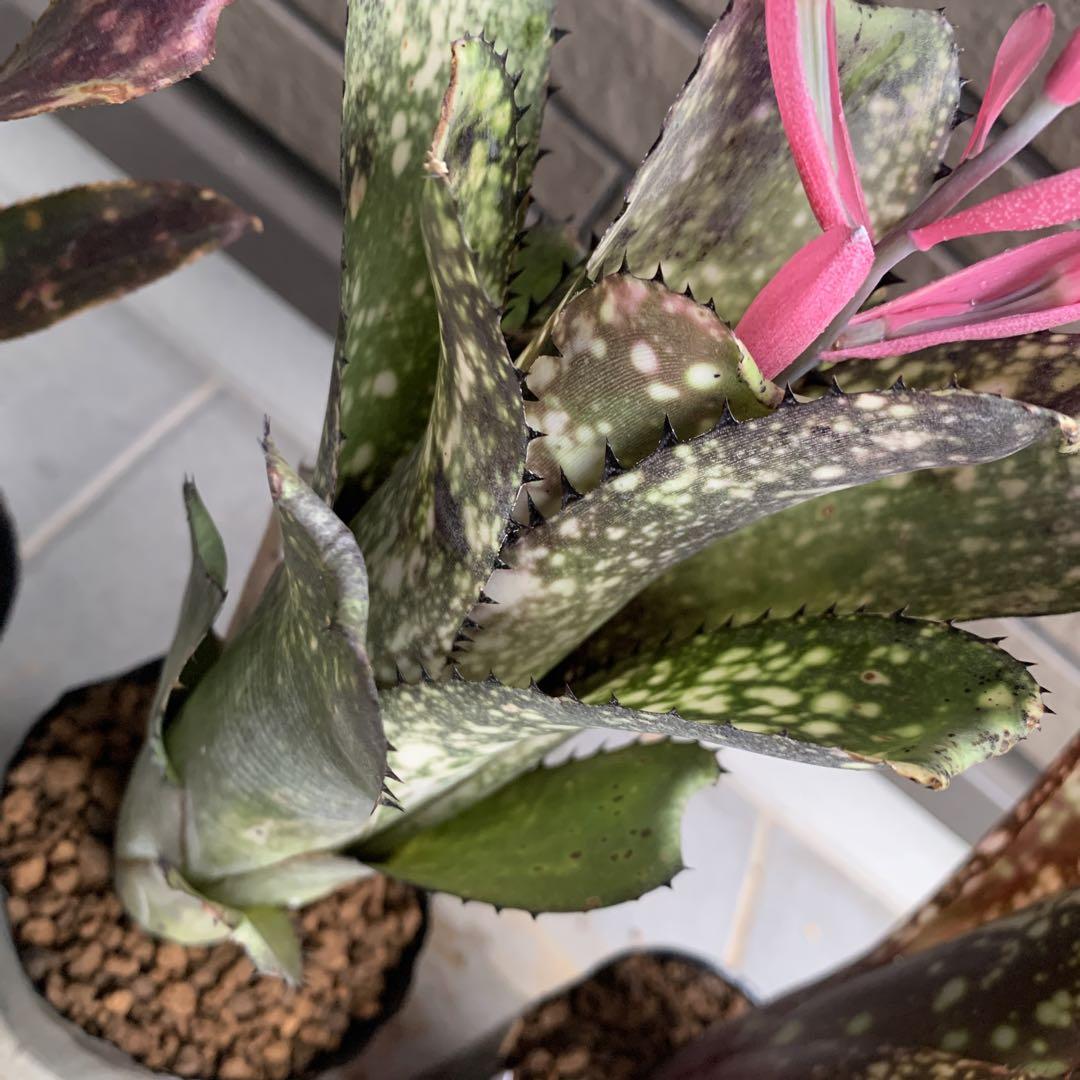る*た様 Billbergia 3株セット