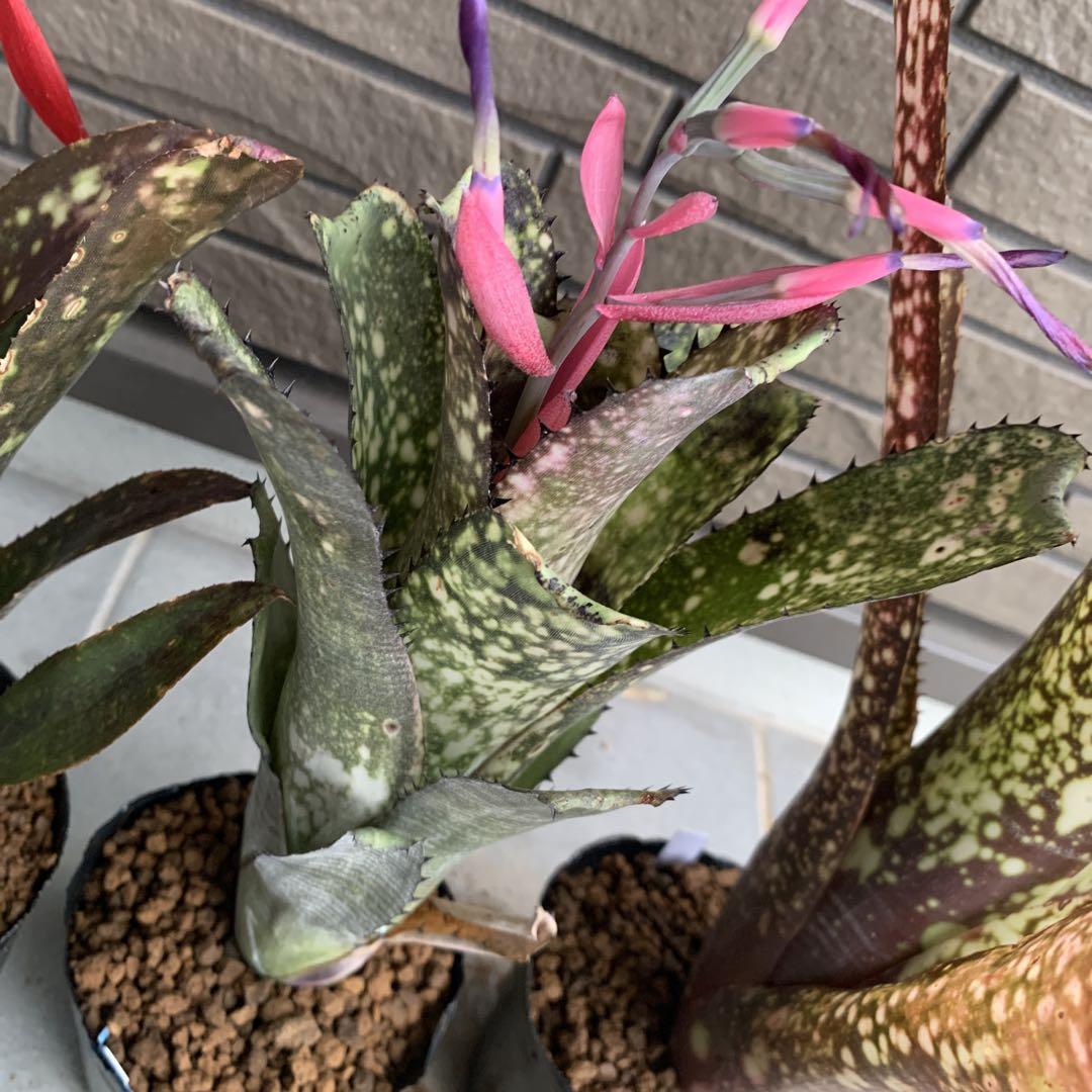 る*た様 Billbergia 3株セット