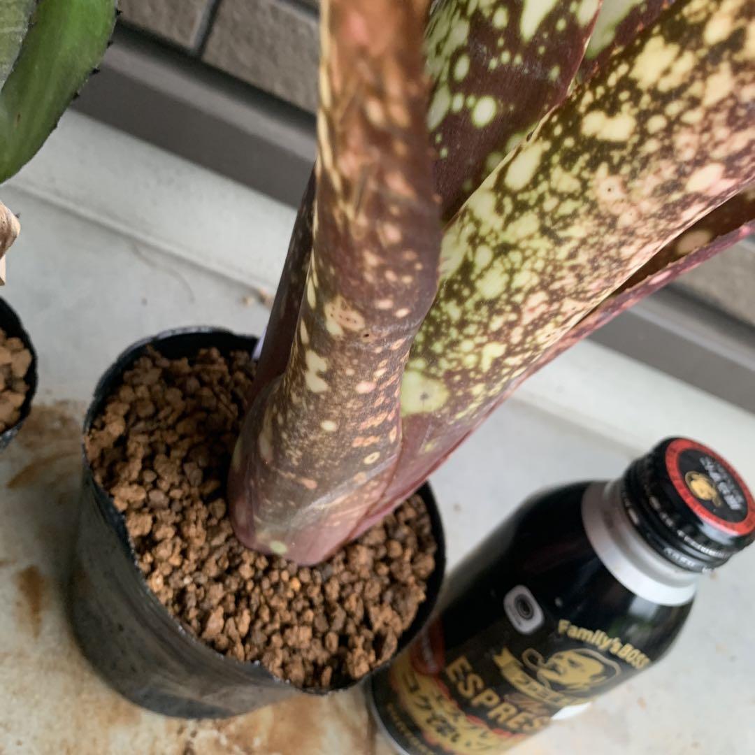 る*た様 Billbergia 3株セット