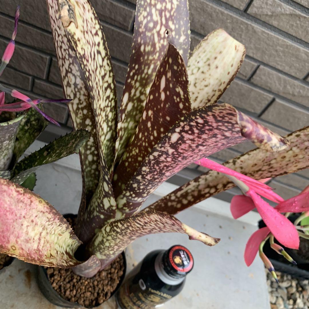 る*た様 Billbergia 3株セット