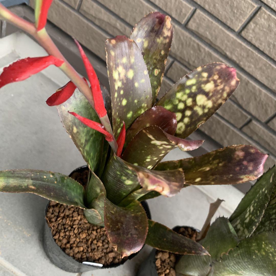 る*た様 Billbergia 3株セット