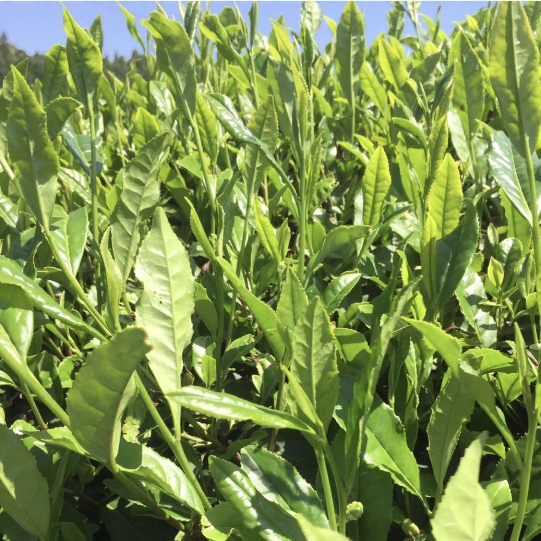 八女茶，緑茶(特上煎茶)750円×10  kurimi0531