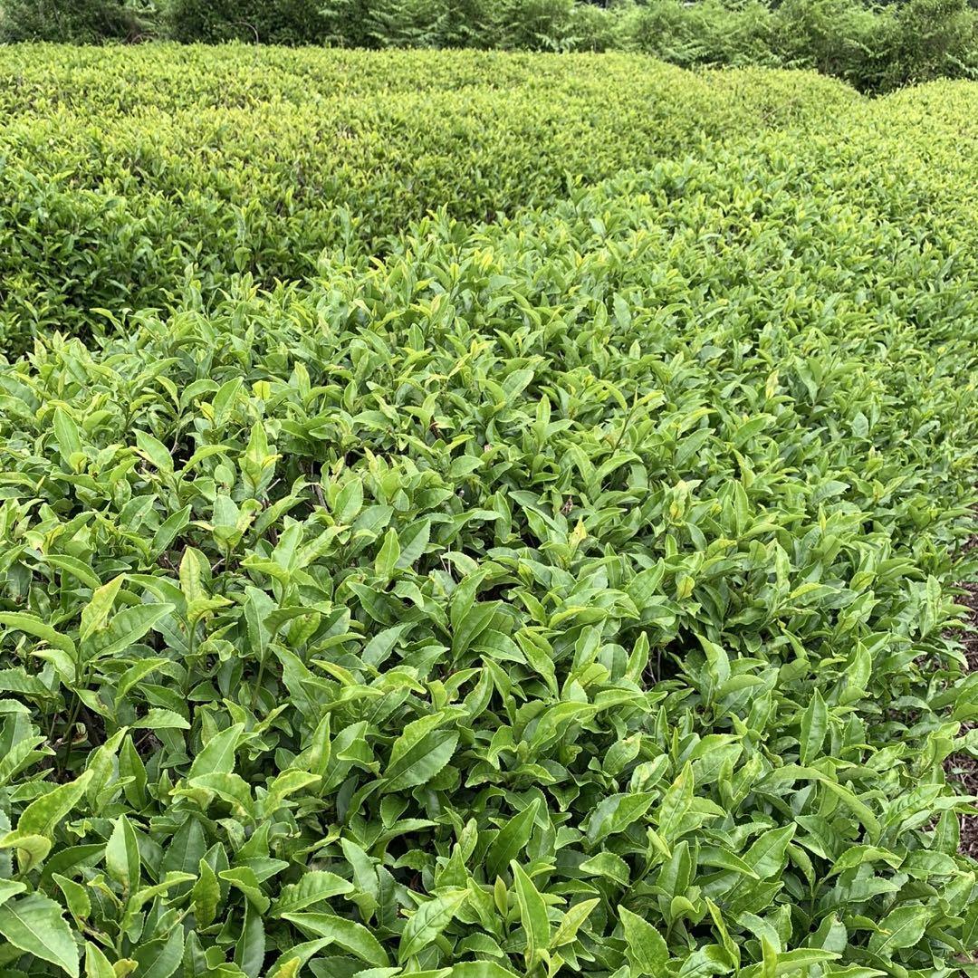 八女茶，緑茶(特上煎茶)750円×10  kurimi0531