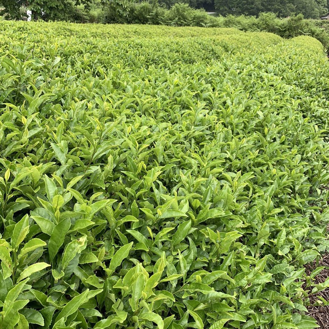 八女茶，緑茶(特上煎茶)750円×10  kurimi0531