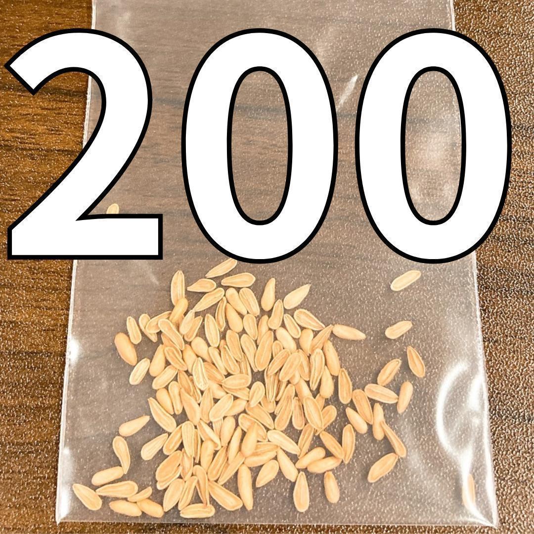 200粒 象牙宮 パキポディウム グラキリス 種 種子 塊根 imgrc0096275478.jpg