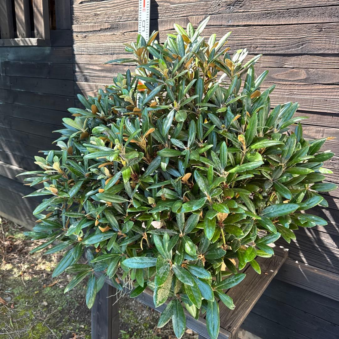 ヤクシマシャクナゲ|大株