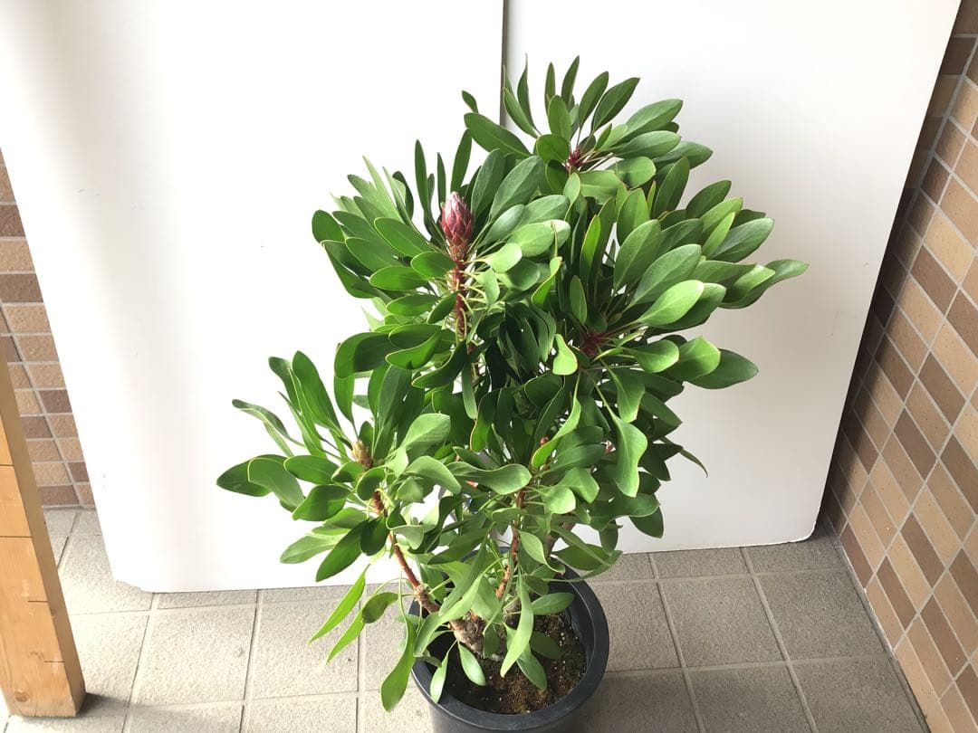 ①お花6本立ちキングプロテア・リトルプリンス８号鉢