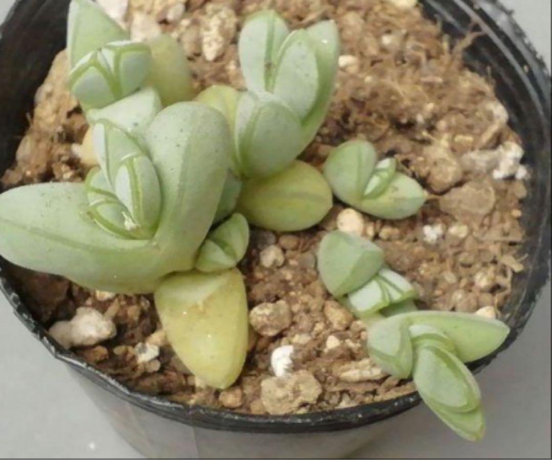碧魚連