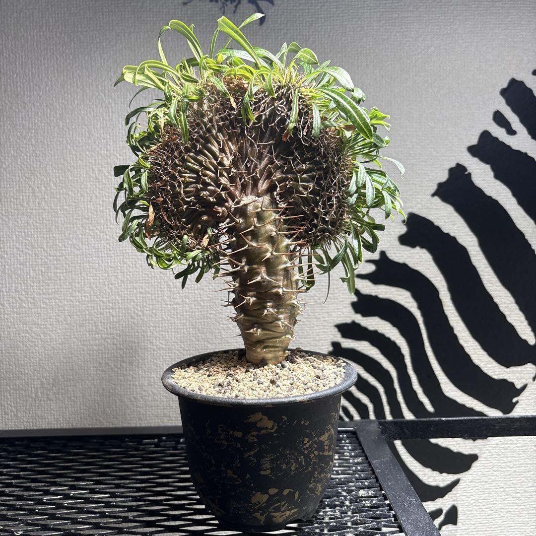パキポディウム ラメリー綴化 観葉植物 多肉植物 コーデックス アガベ