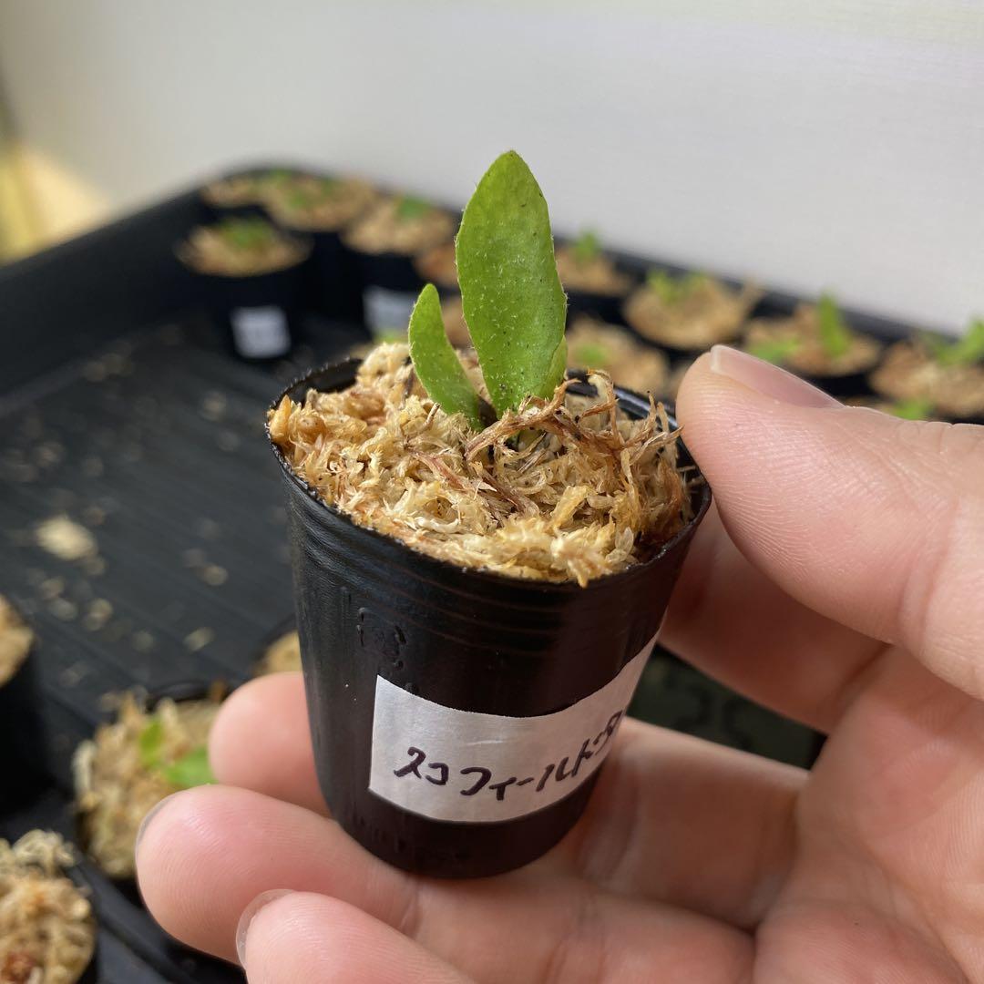 ビカクシダ7株セット安心サイズ胞子培養 ① ビカクシダ胞子培養7セット