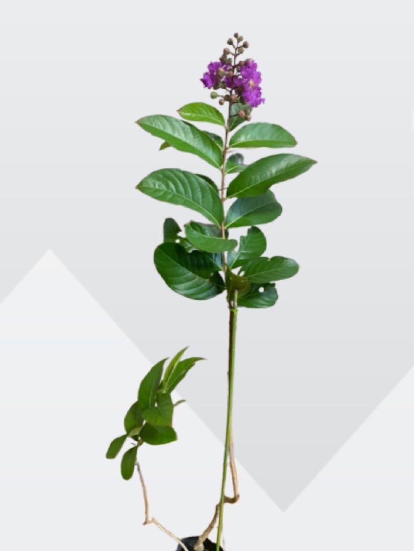 オオバナサルスベリ　鉢植え　開花中 大株　80cm 現品　9-1 オオバナサルスベリ鉢植え開花中 大株80cm 現品9-1