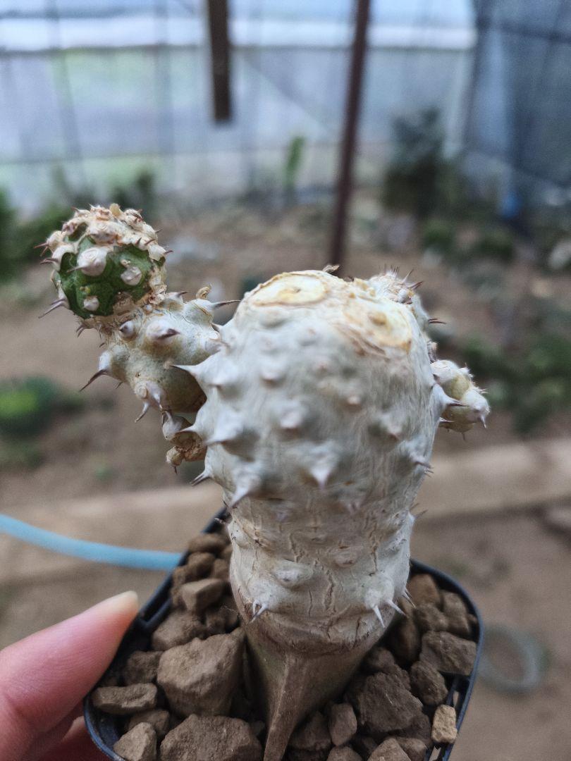 Euphorbia 
