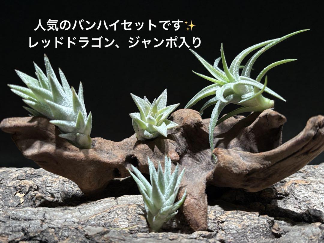 チランジア　バンハイニンギー　３種類セット ティランジア・イオナンタ ・バンハイニンギー【栽培品種まとめ】