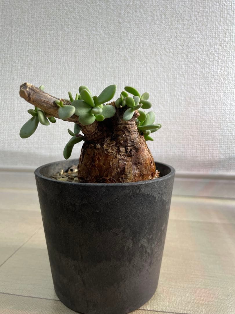 ケラリアピグマ 現地球目立った傷や汚れなし