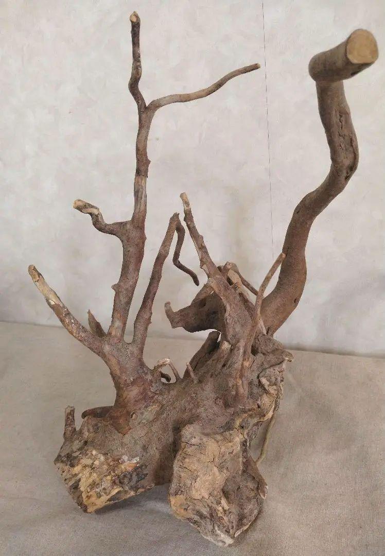アクアリウム・パルダリウム・DIY向け 風化塊根ブランチウッド流木（約35cm）