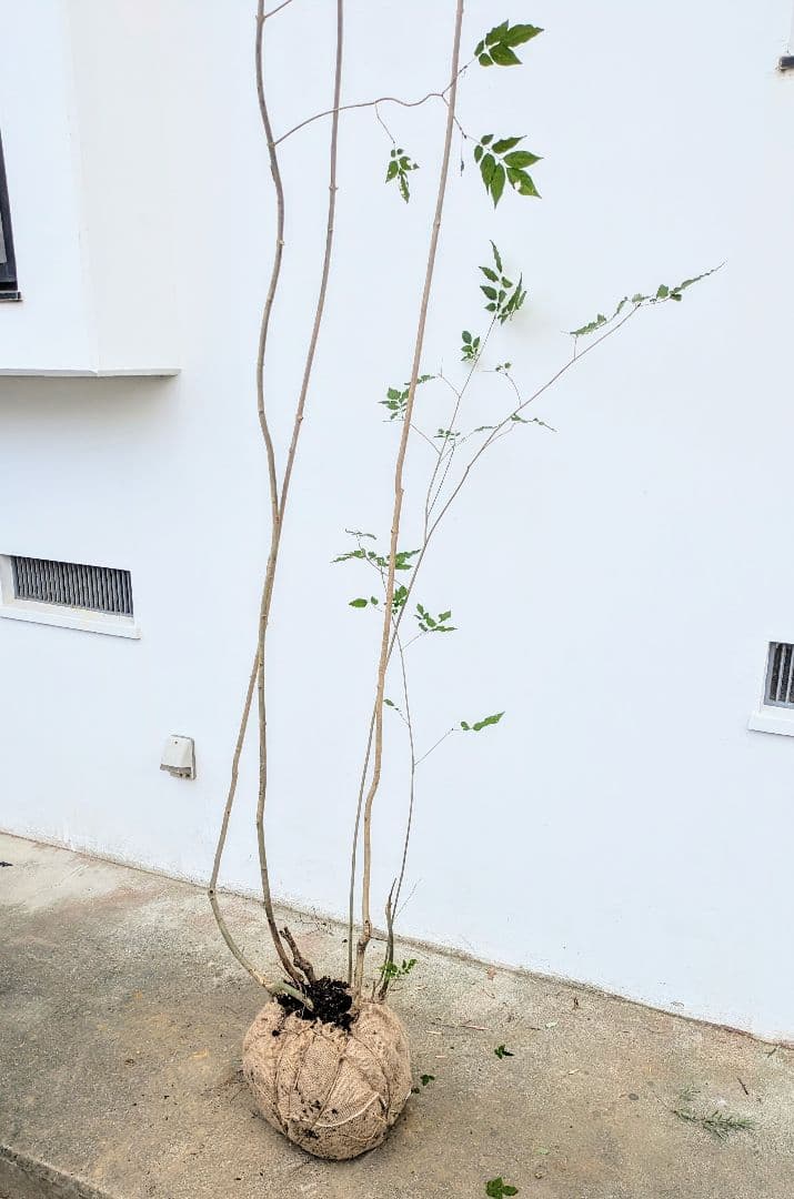 高さ3m。山採りアオダモ。 高さ3m以上。極上アオダモ株。 落葉樹