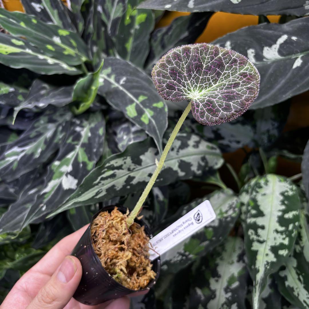 ど*ょ様 大きめ株　Begonia fulgurata 原種 ベゴニア フルグラ