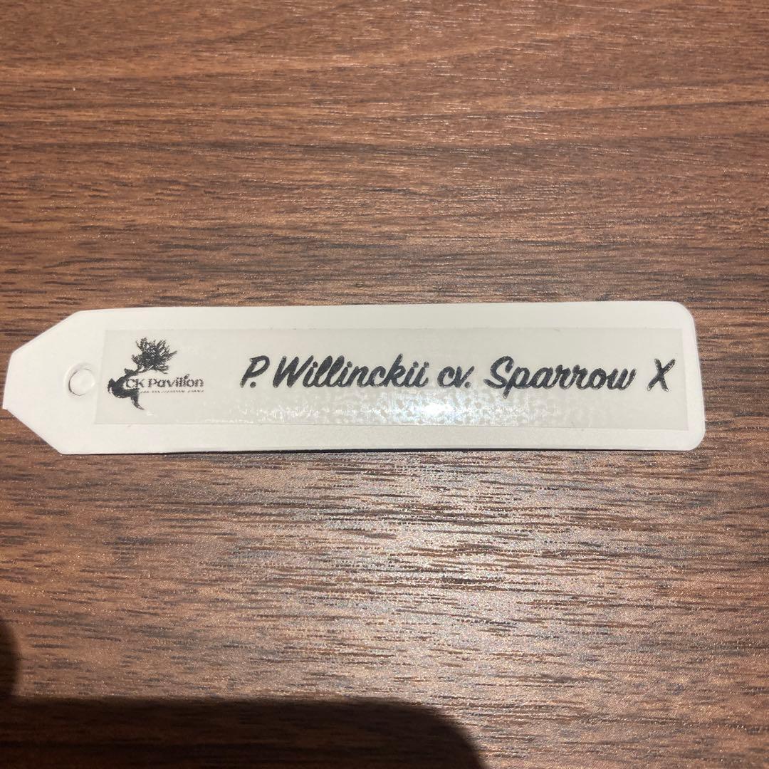 ビカクシダ　willinckii Sparrow X