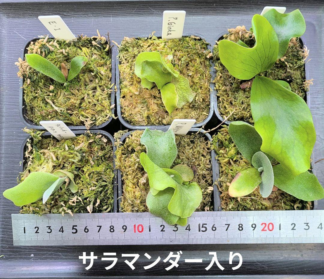 ビカクシダ 苗6種類セットB｜Yahoo!フリマ（旧PayPayフリマ）