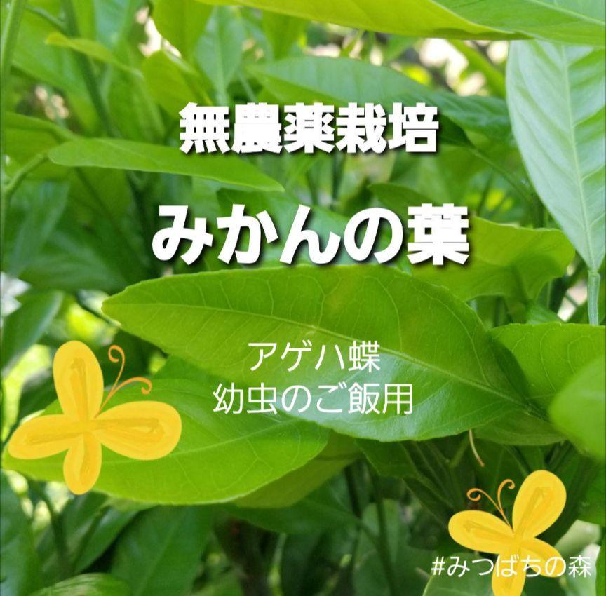 無農薬栽培 みかんの葉 アゲハ蝶 幼虫 餌 若葉 枝つき ミカンの