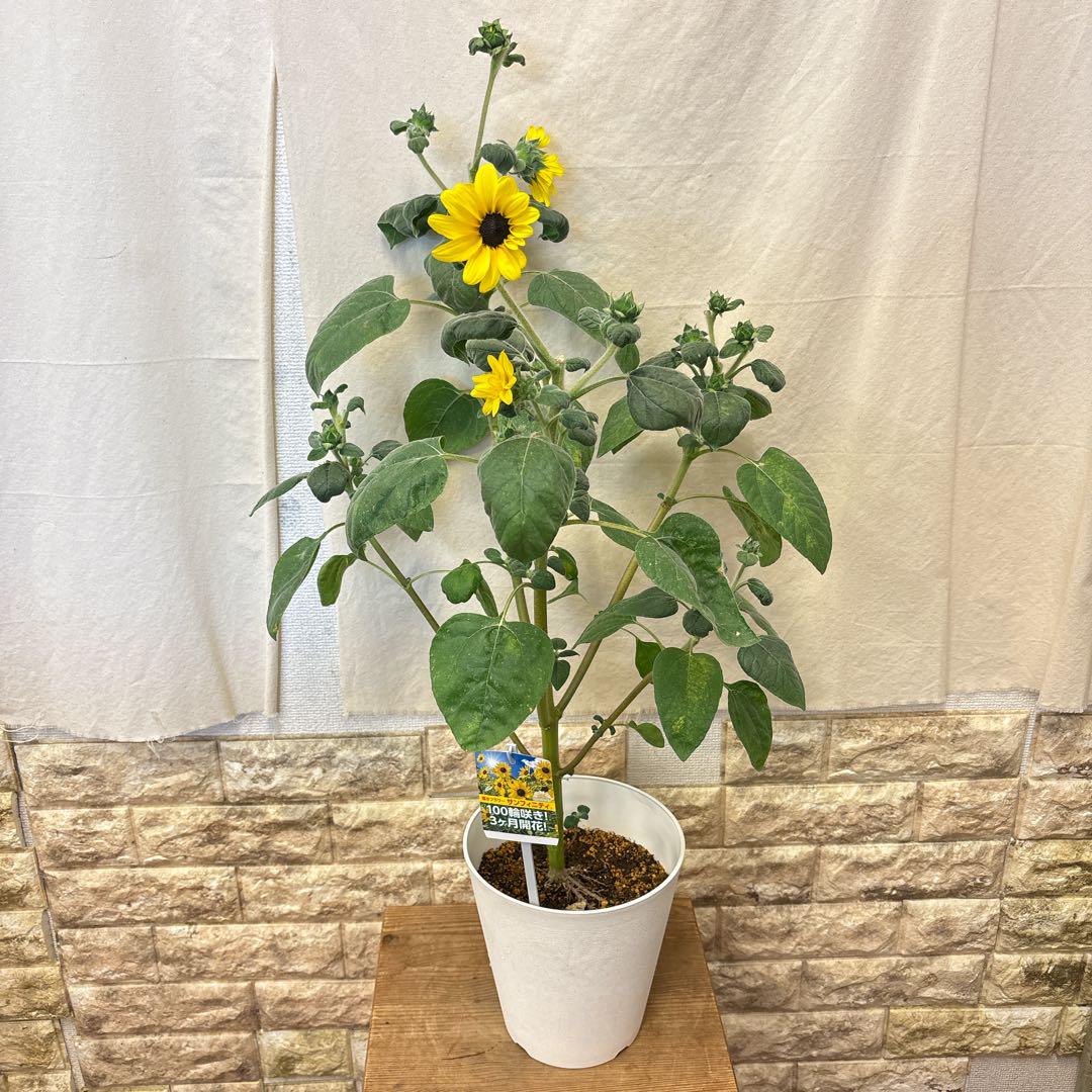 愛称板　ひまわり 楽天市場】058/ワンダーハウス/ダイ（抜型）/葉っぱ 花 ひまわり