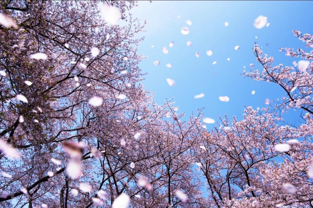 専用です