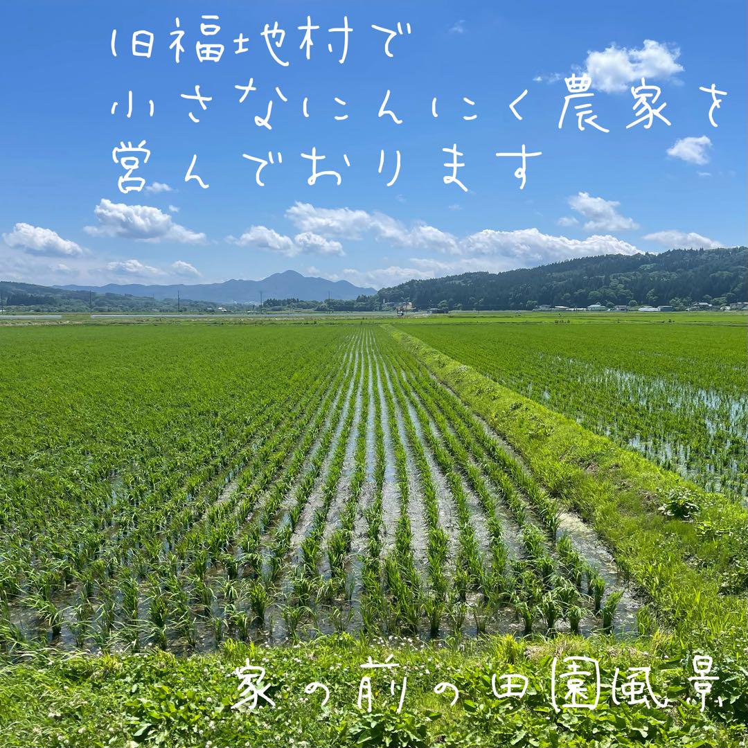 福地村産　土付き　L 5kg 青森県産にんにく　半生　半乾燥　夏坂ふぁーむ 福地村産 土付き L 5kg 青森県産にんにく 半生 半乾燥 夏坂ふぁ