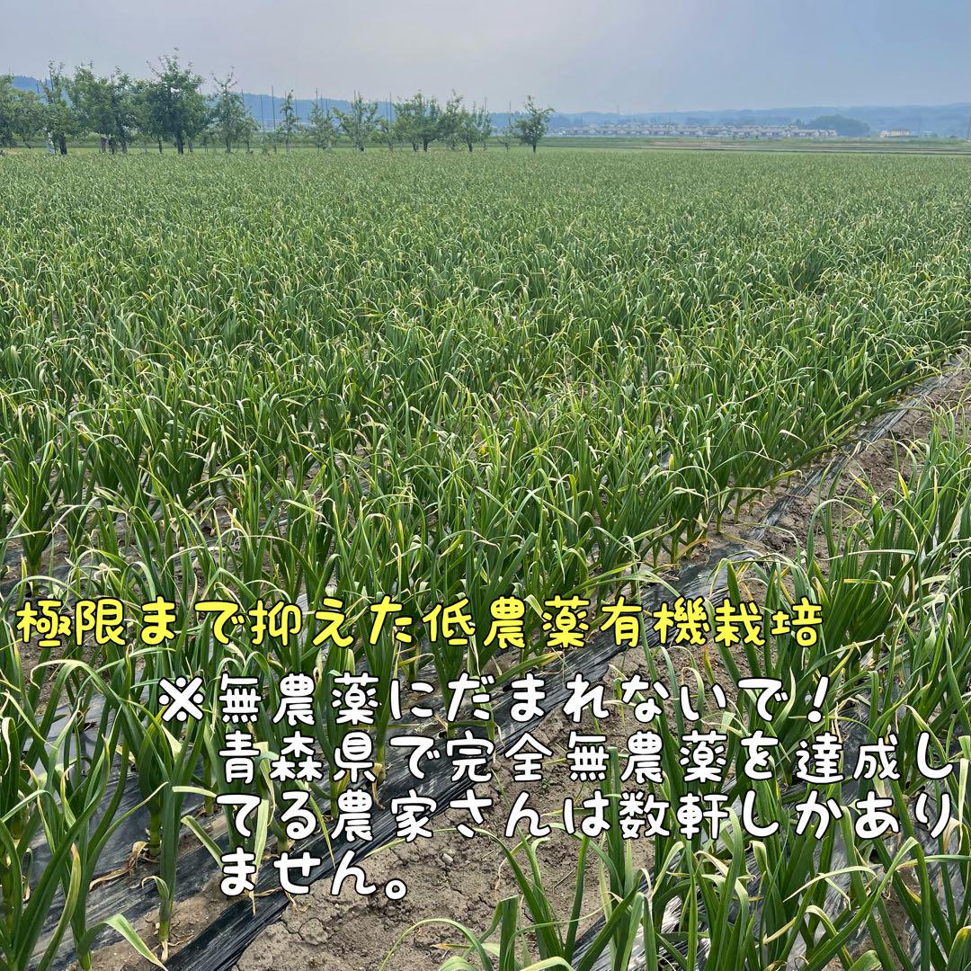 福地村産　土付き　L 5kg 青森県産にんにく　半生　半乾燥　夏坂ふぁーむ 福地村産 土付き L 5kg 青森県産にんにく 半生 半乾燥 夏坂ふぁ