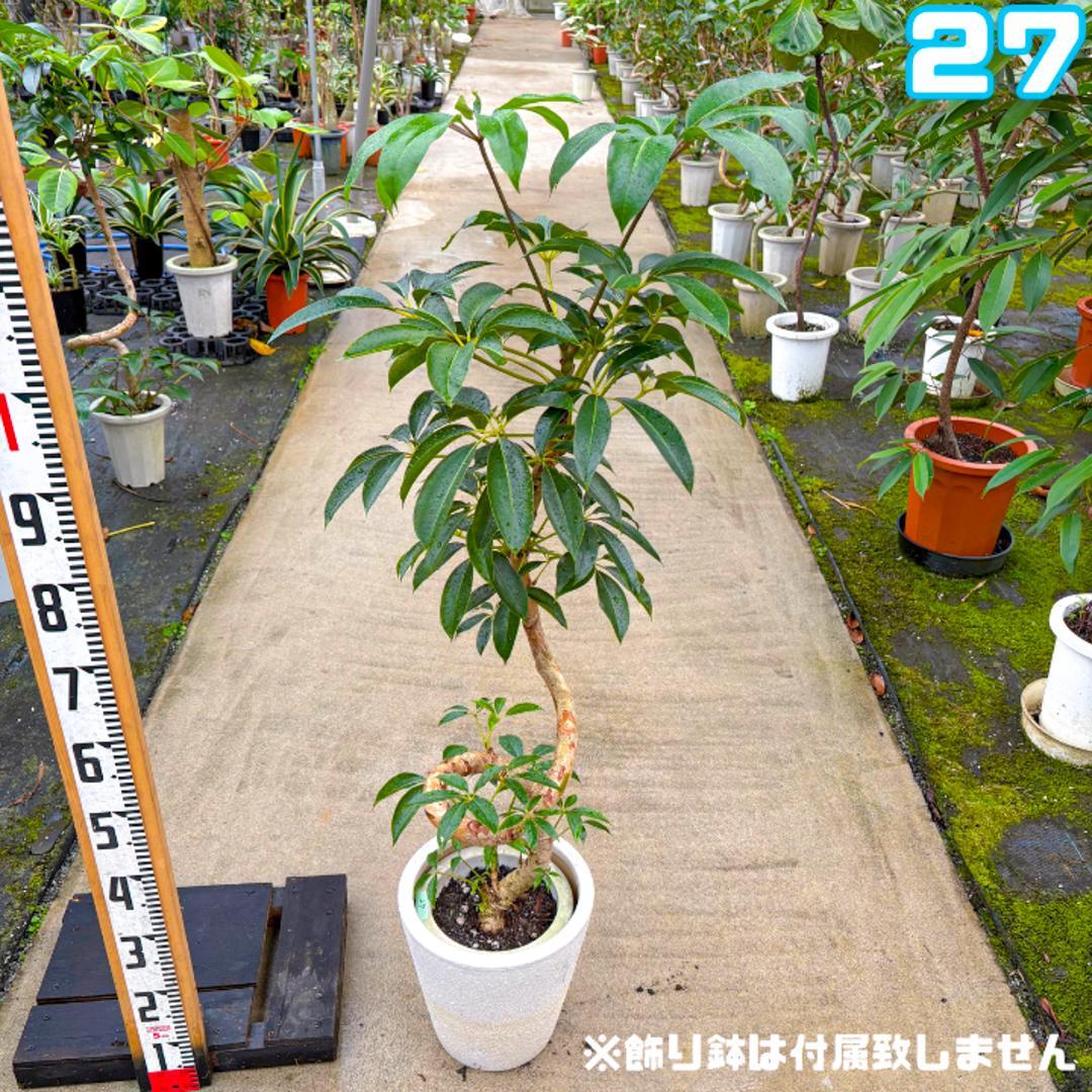 ツピダンサス２７ 約１２５センチ|螺旋曲げ仕立て|路地栽培|幹太