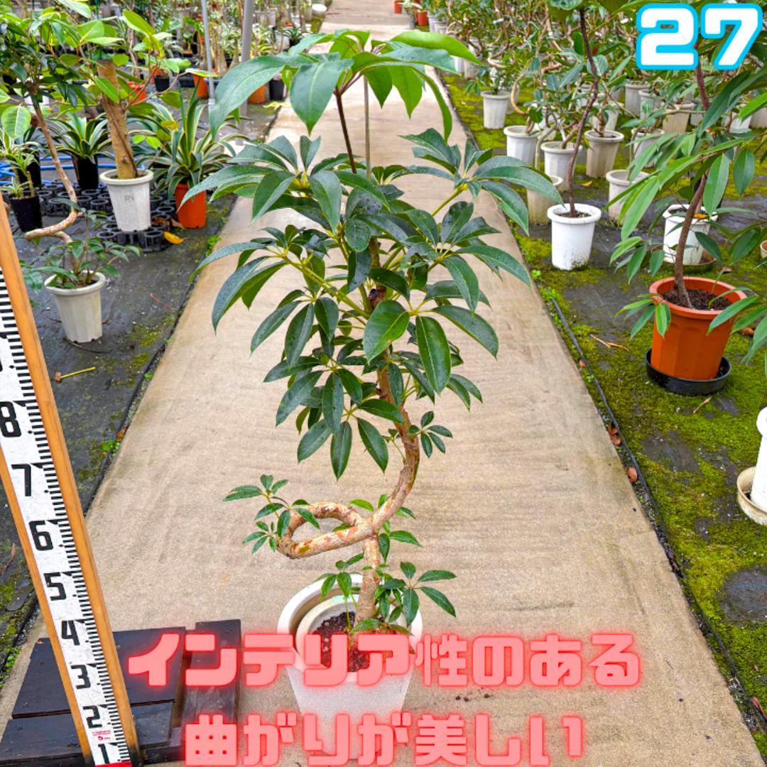 ♠ ツピダンサス２７